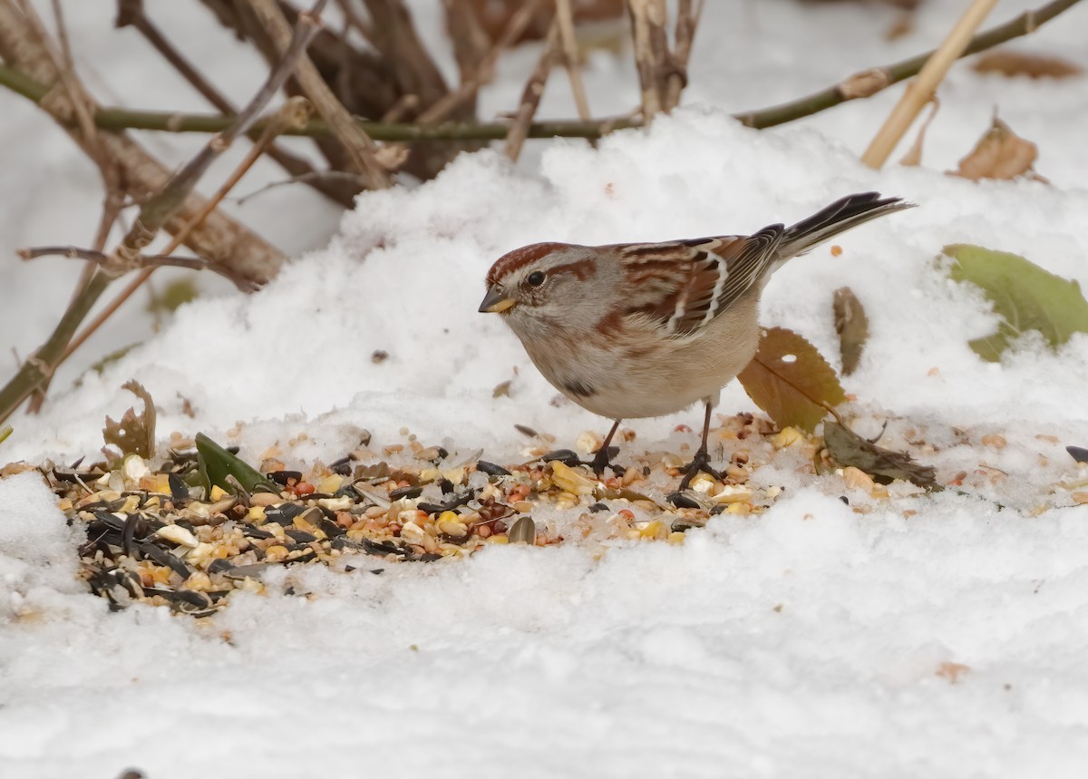 strnádka pokřovní - ML646526988