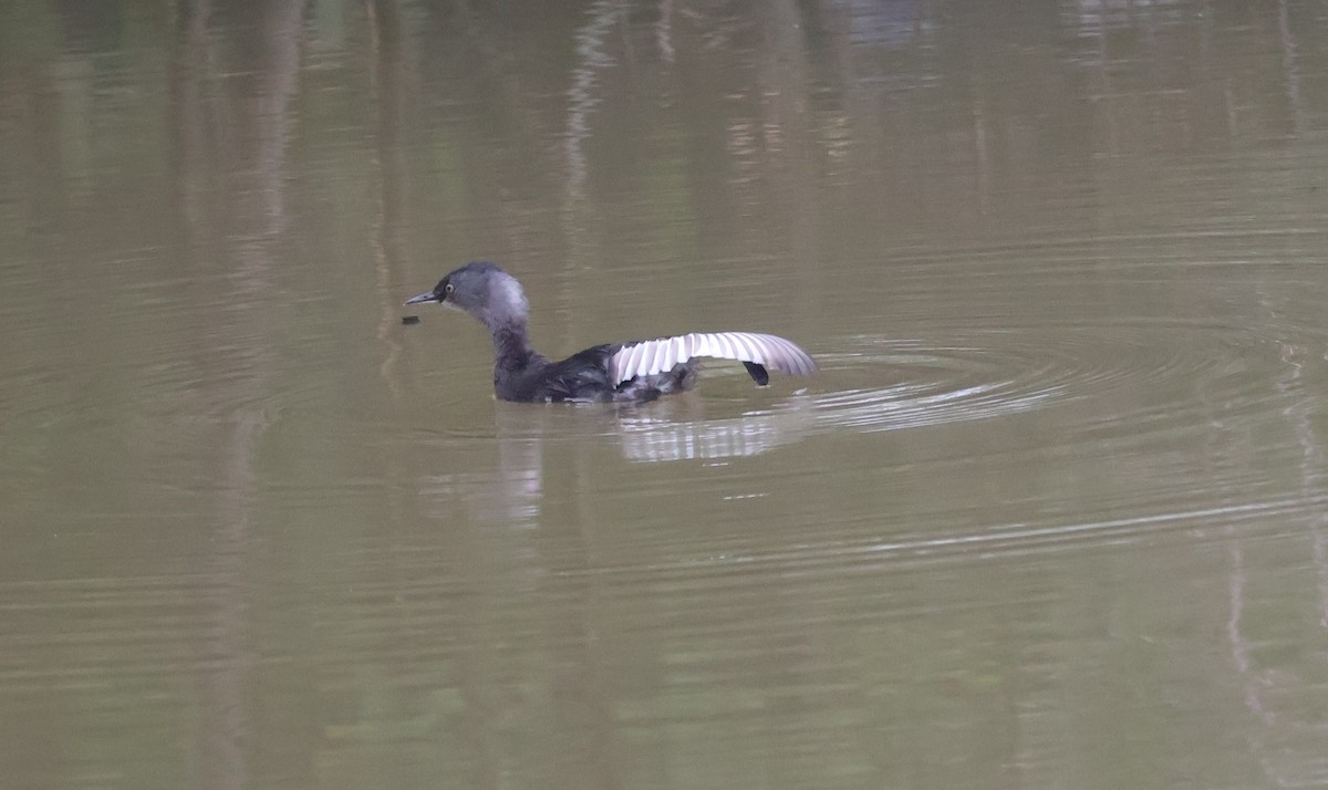 Least Grebe - ML646526990