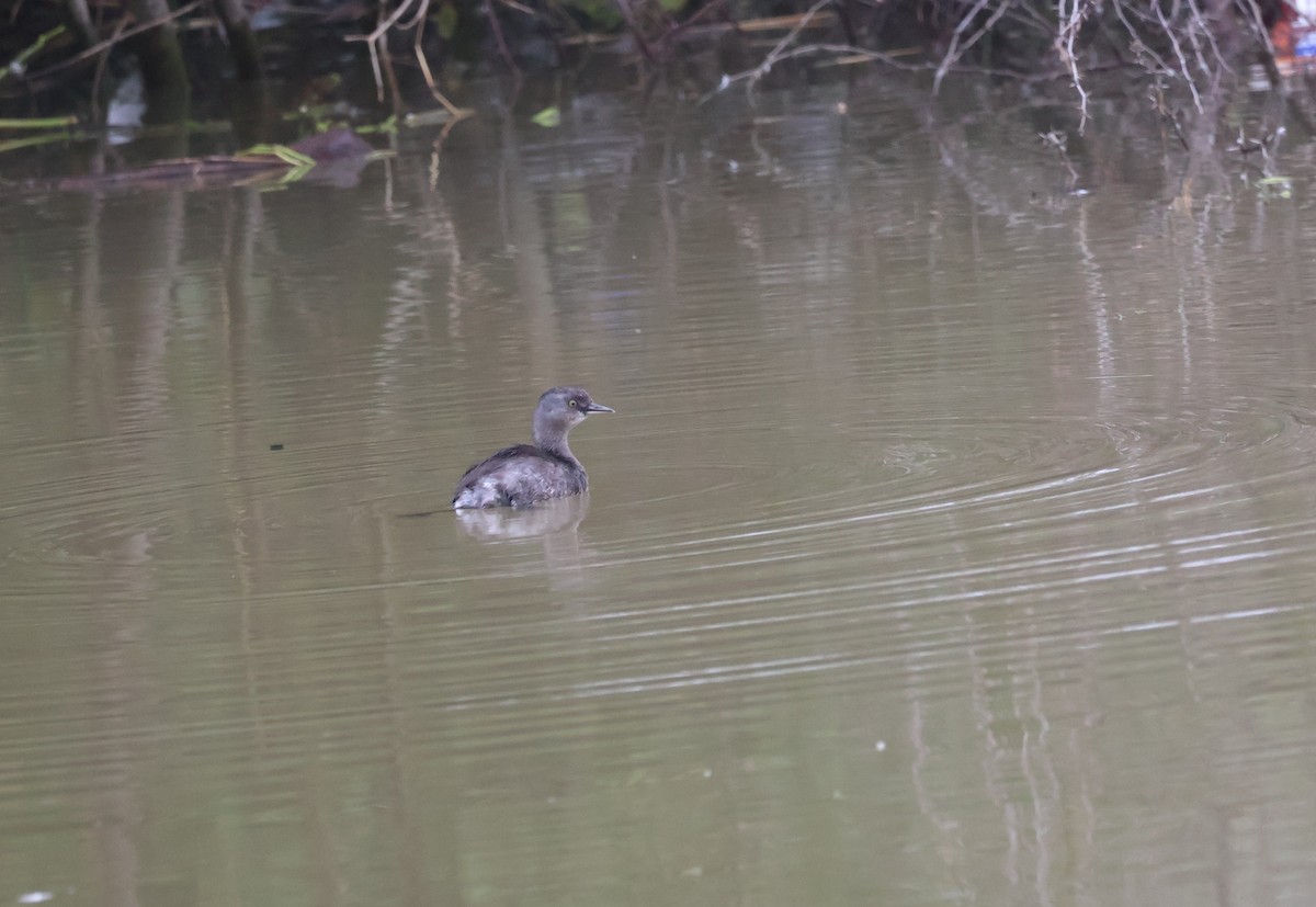 Least Grebe - ML646526991