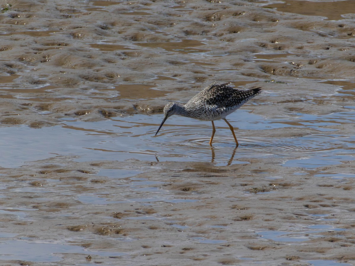 Greater Yellowlegs - ML646526992