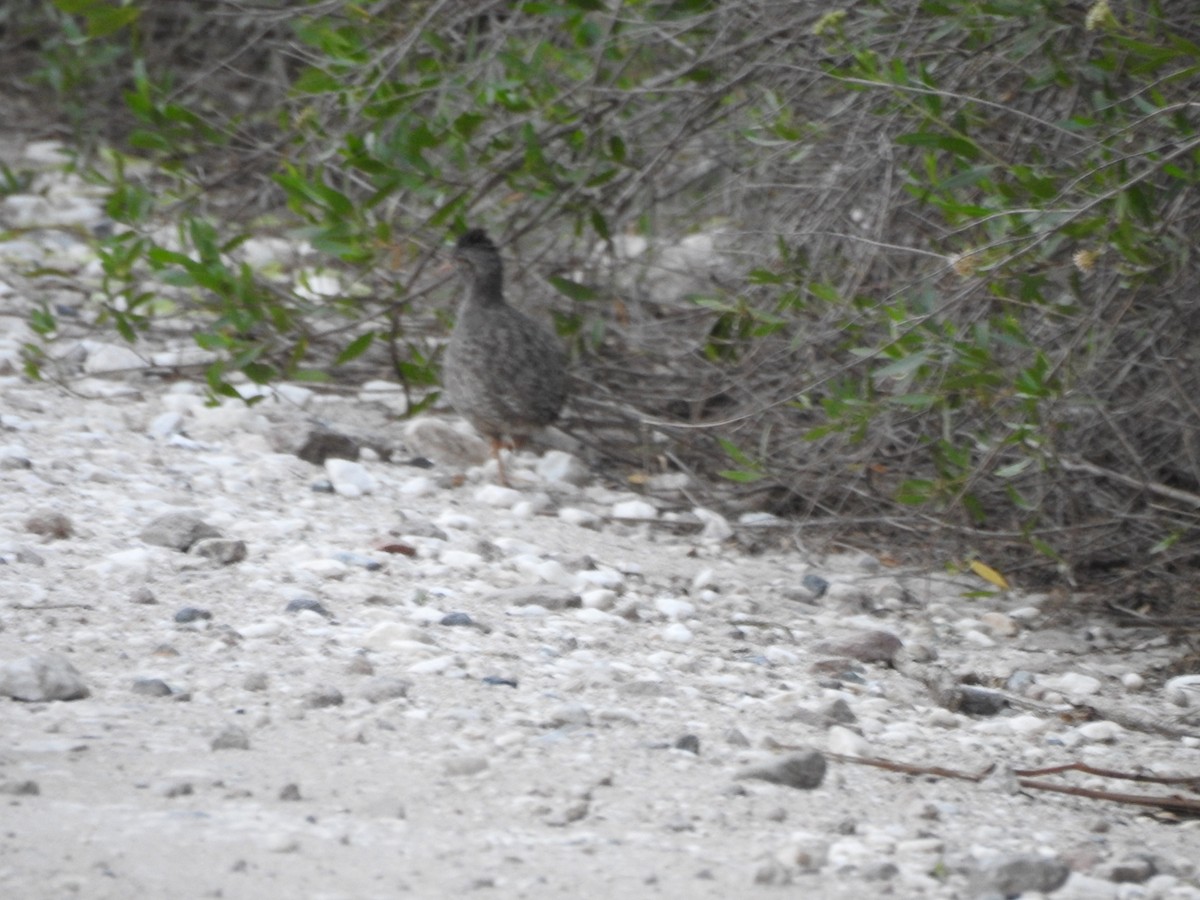 Andean Tinamou - ML646526993