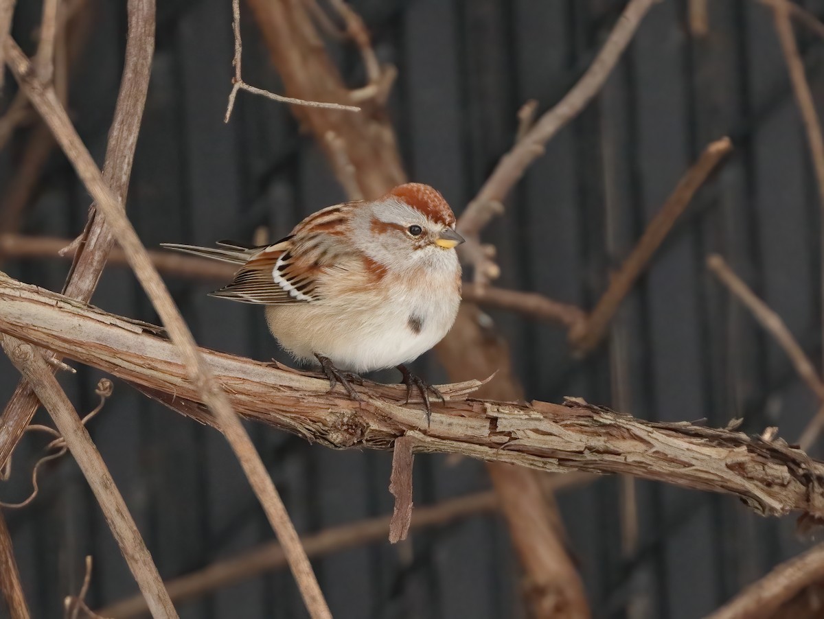 strnádka pokřovní - ML646526994