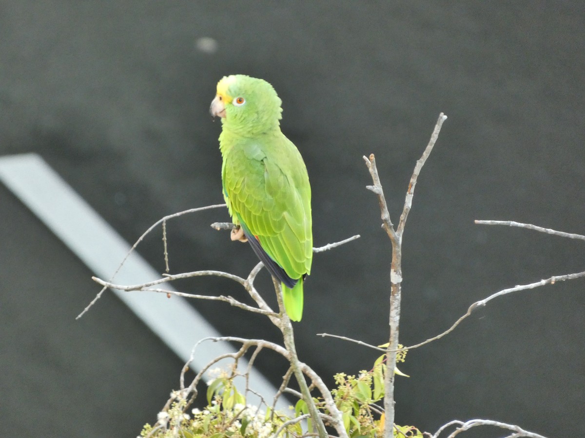 Yellow-crowned Amazon - ML646526997