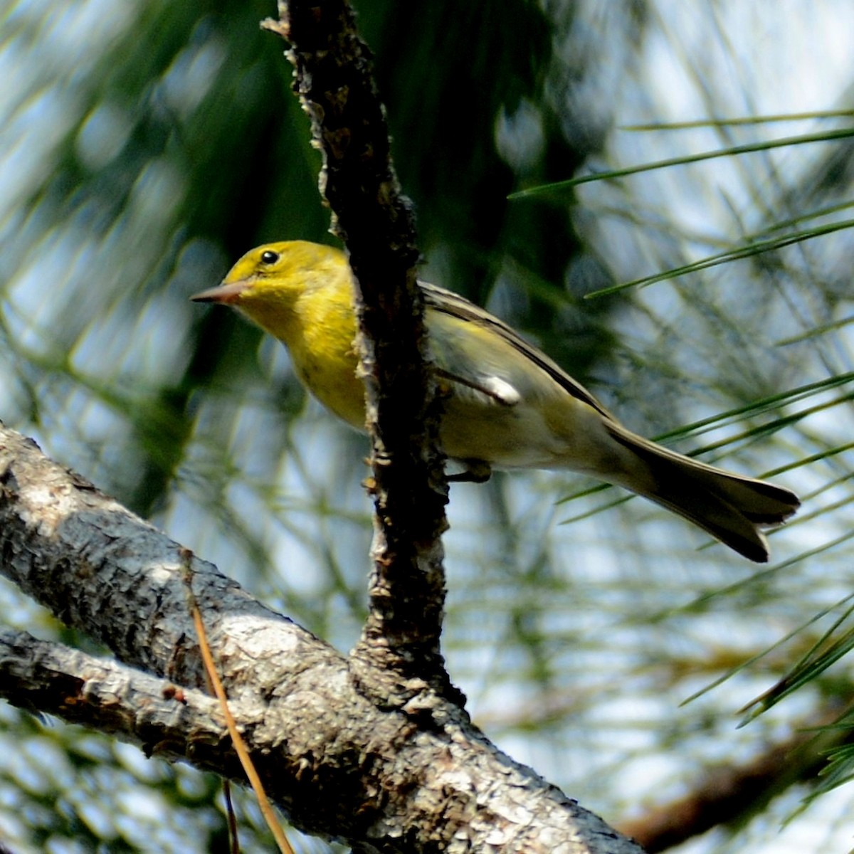 סבכון אורנים - ML646527002