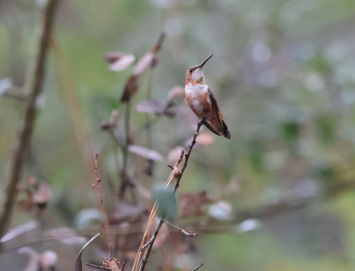Rufous Hummingbird - ML646527003