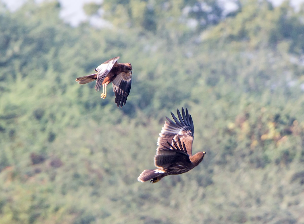 Zingira-mirotz eurasiarra - ML646527004