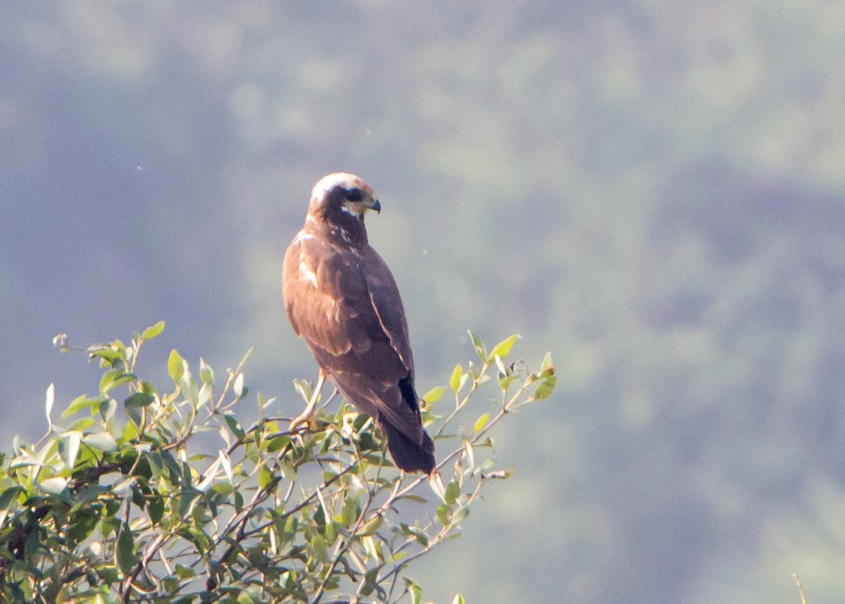 Zingira-mirotz eurasiarra - ML646527005