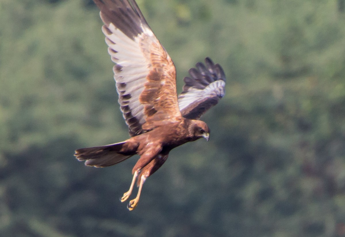 Zingira-mirotz eurasiarra - ML646527006