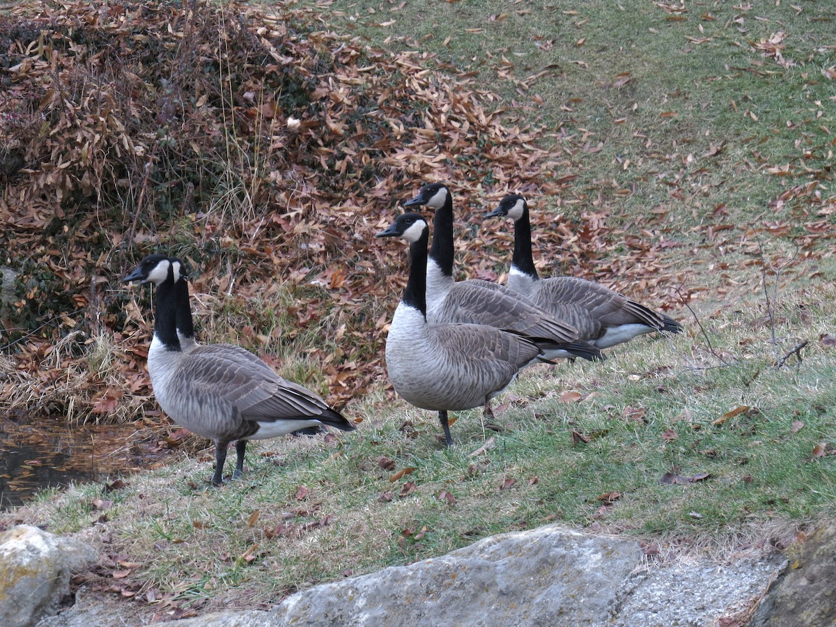 Канадская казарка - ML646527007