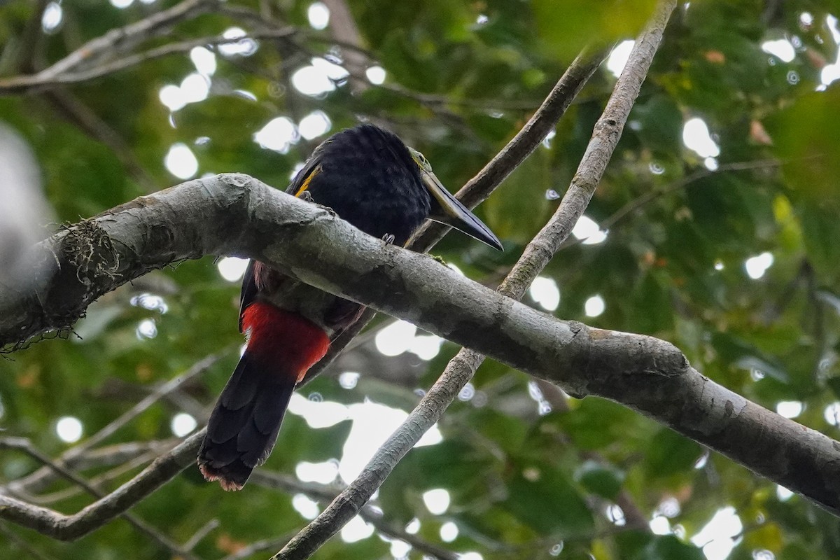 Golden-collared Toucanet - ML646527008