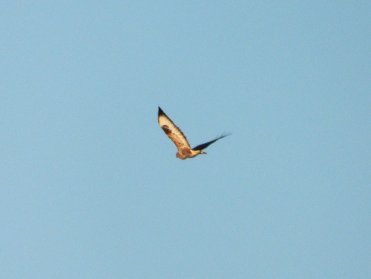 Канюк - ML646527009