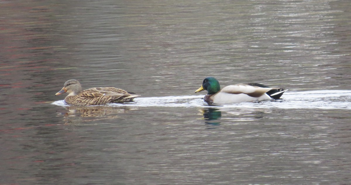 Кряква - ML646527013