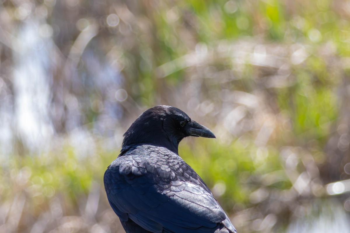 アメリカガラス - ML646527014