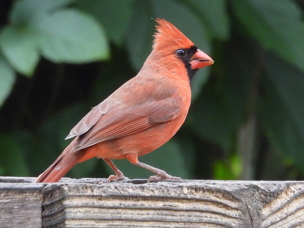 ショウジョウコウカンチョウ - ML646527018