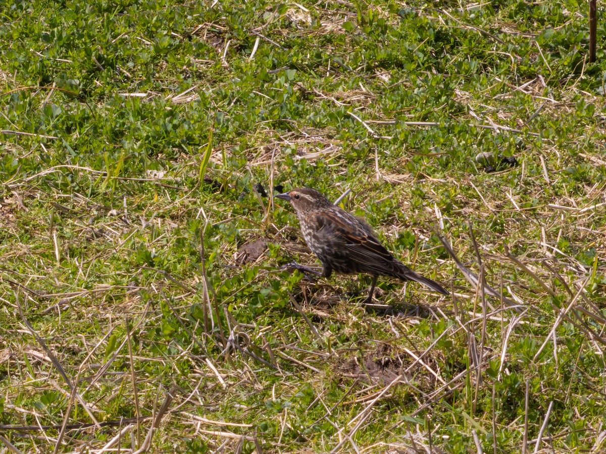 ハゴロモガラス - ML646527019