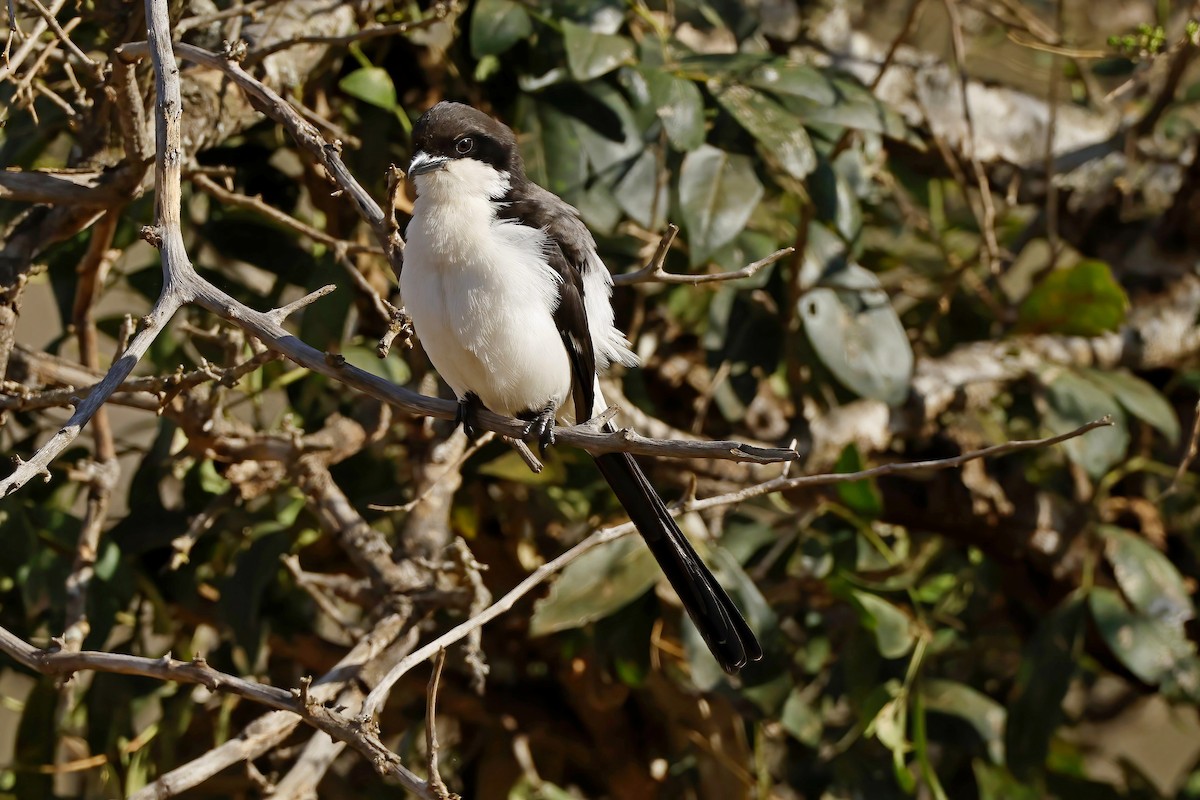 オグロオナガモズ - ML646527020