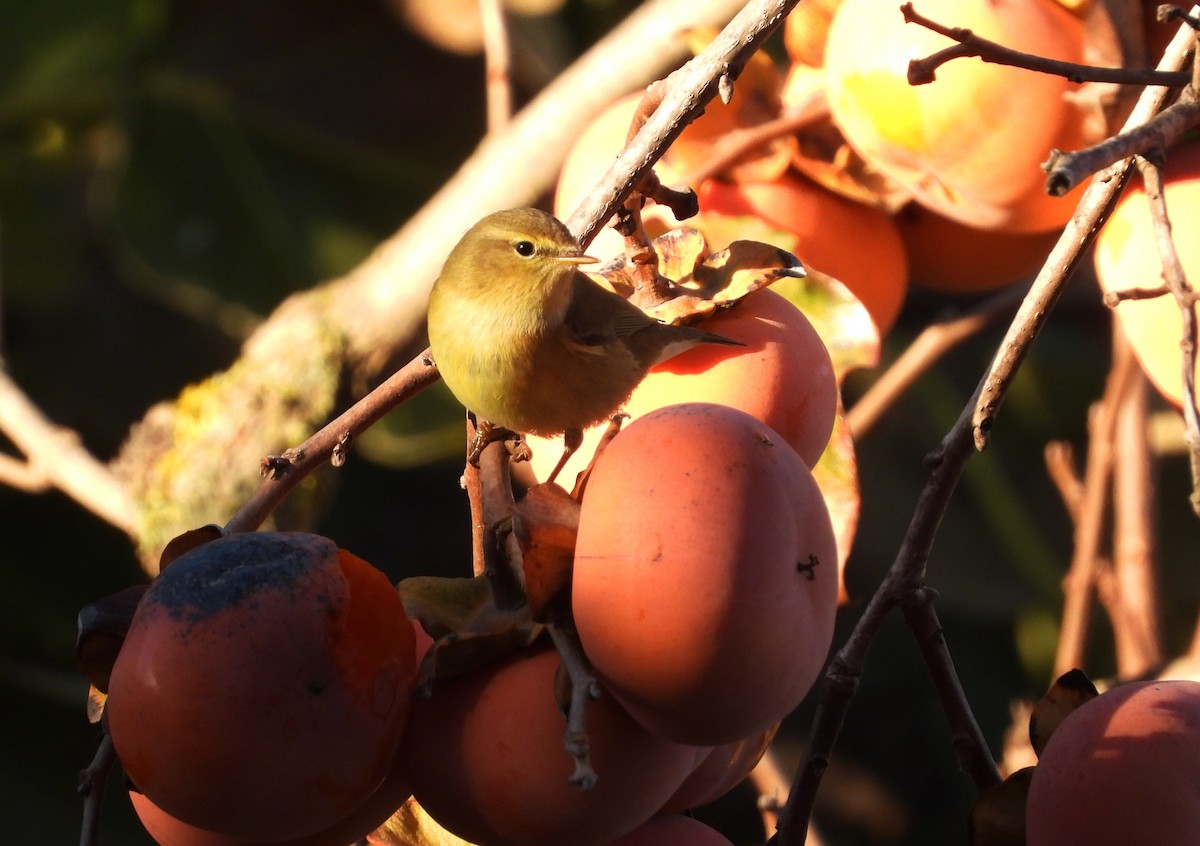 Пеночка-теньковка - ML646527023