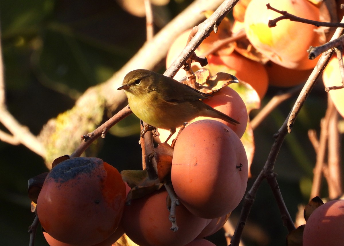 Пеночка-теньковка - ML646527024