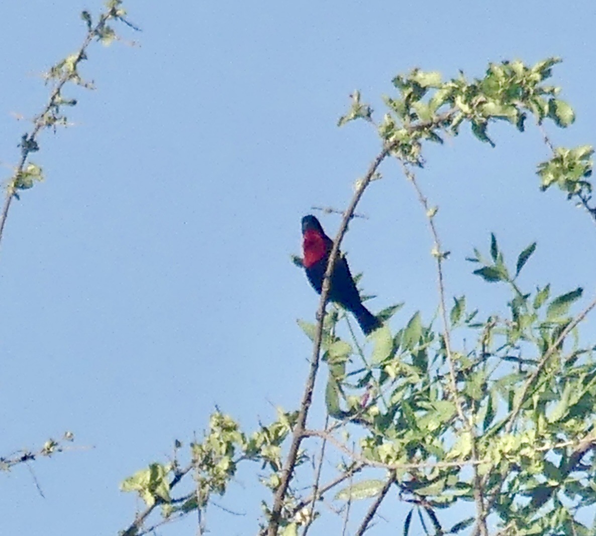 ヒムネタイヨウチョウ - ML646527025