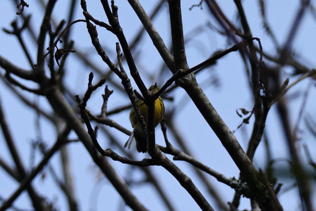 Prairie Warbler - ML646527026