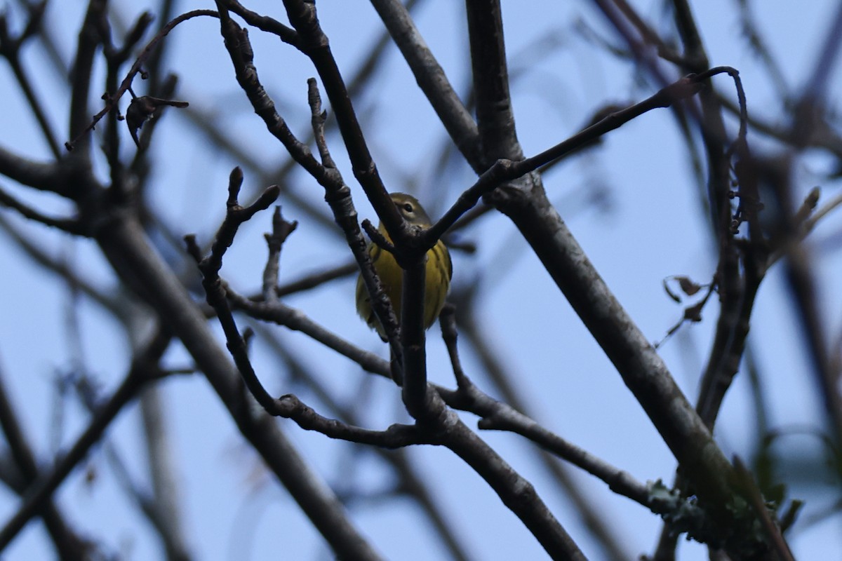 Prairie Warbler - ML646527027