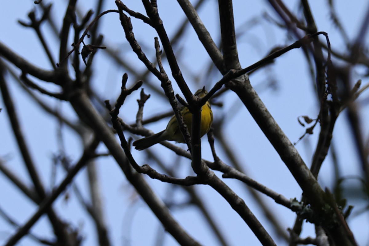 Prairie Warbler - ML646527028