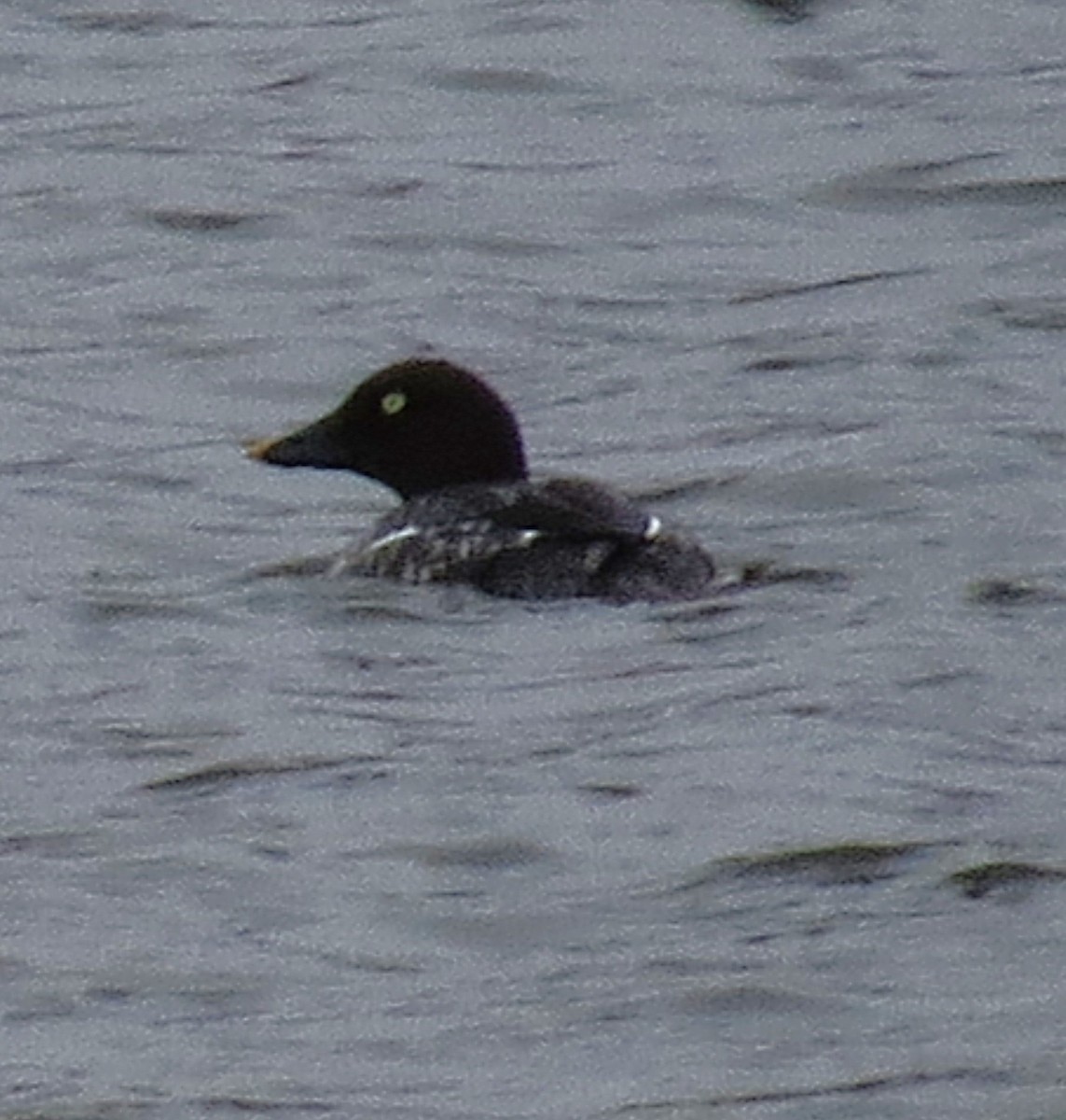 ホオジロガモ - ML646527029