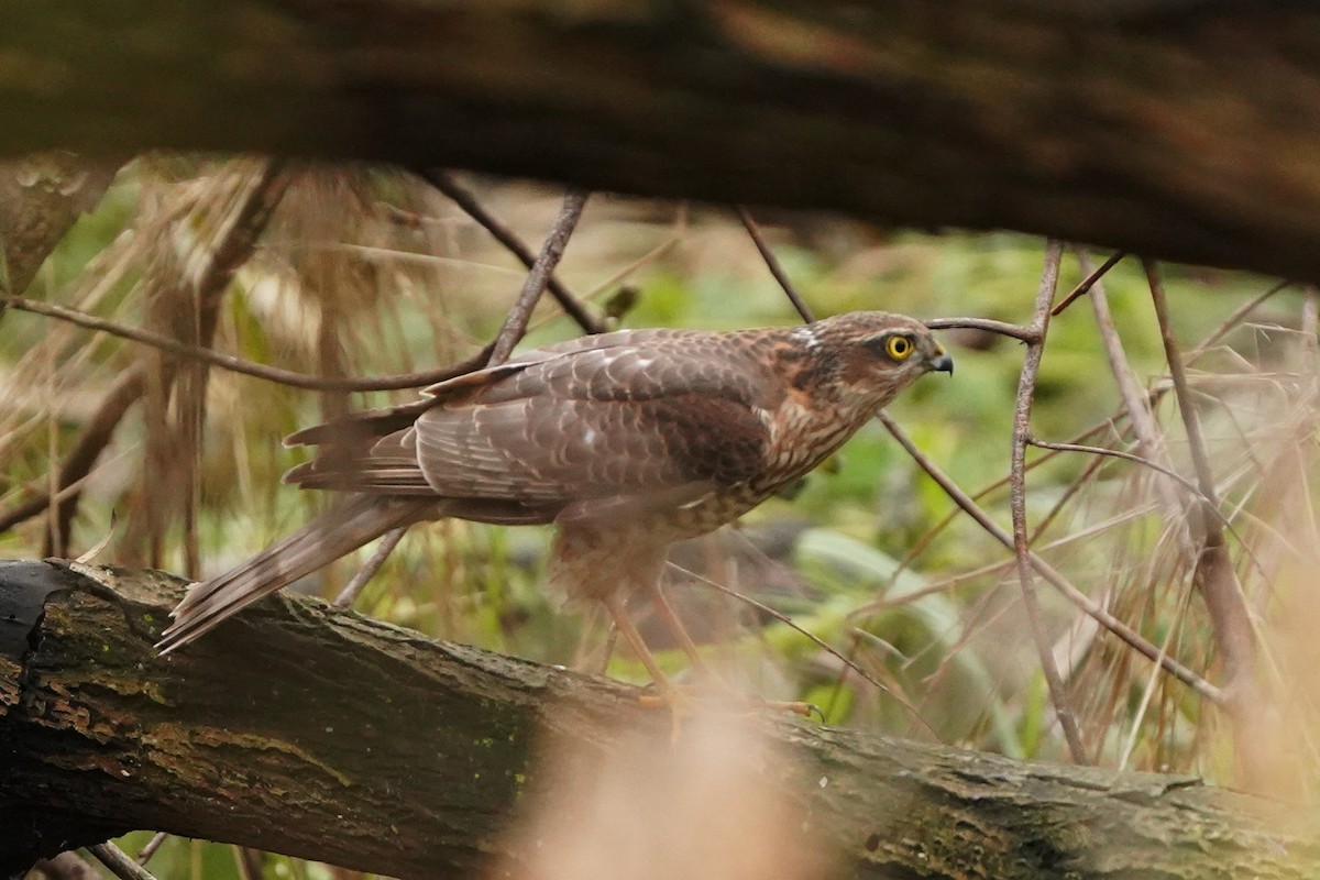 ハイタカ - ML646527031