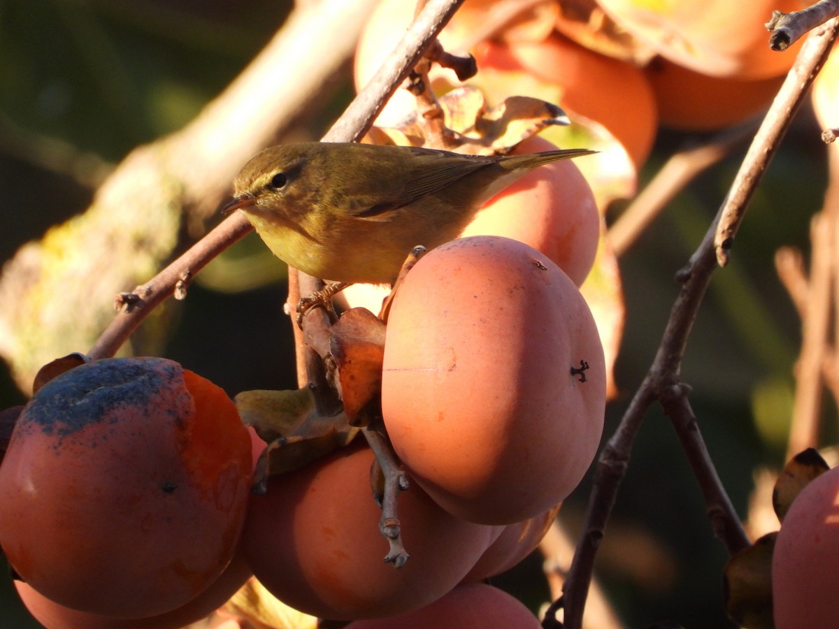 Пеночка-теньковка - ML646527032