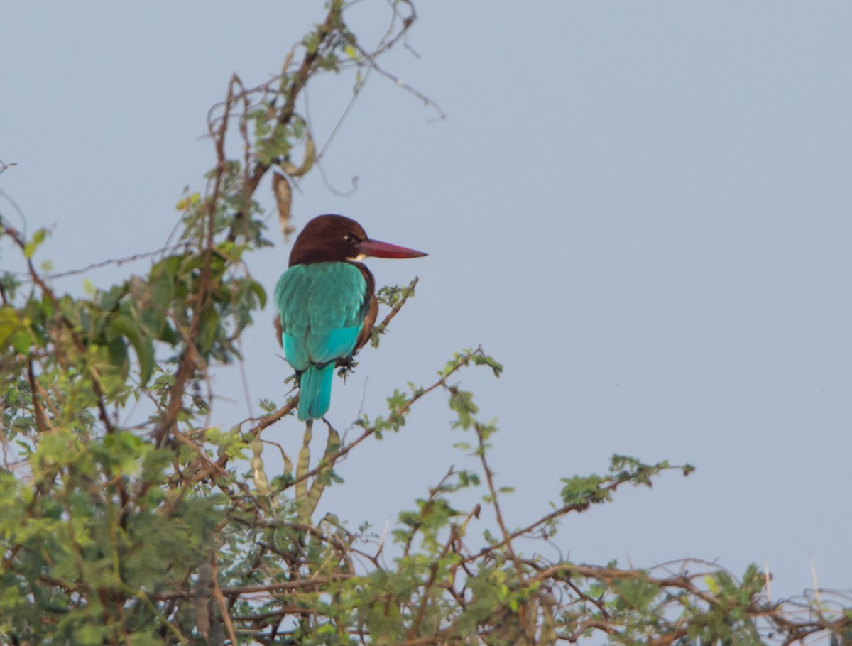 アオショウビン - ML646527033