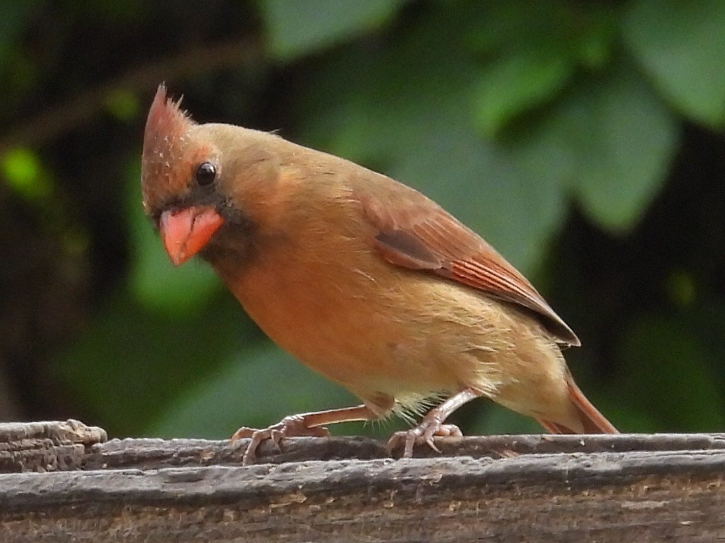ショウジョウコウカンチョウ - ML646527034