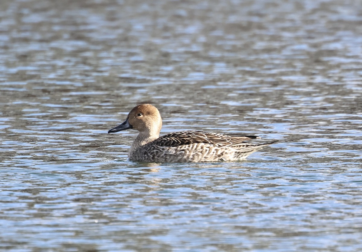 ברווז חד-זנב - ML646527035