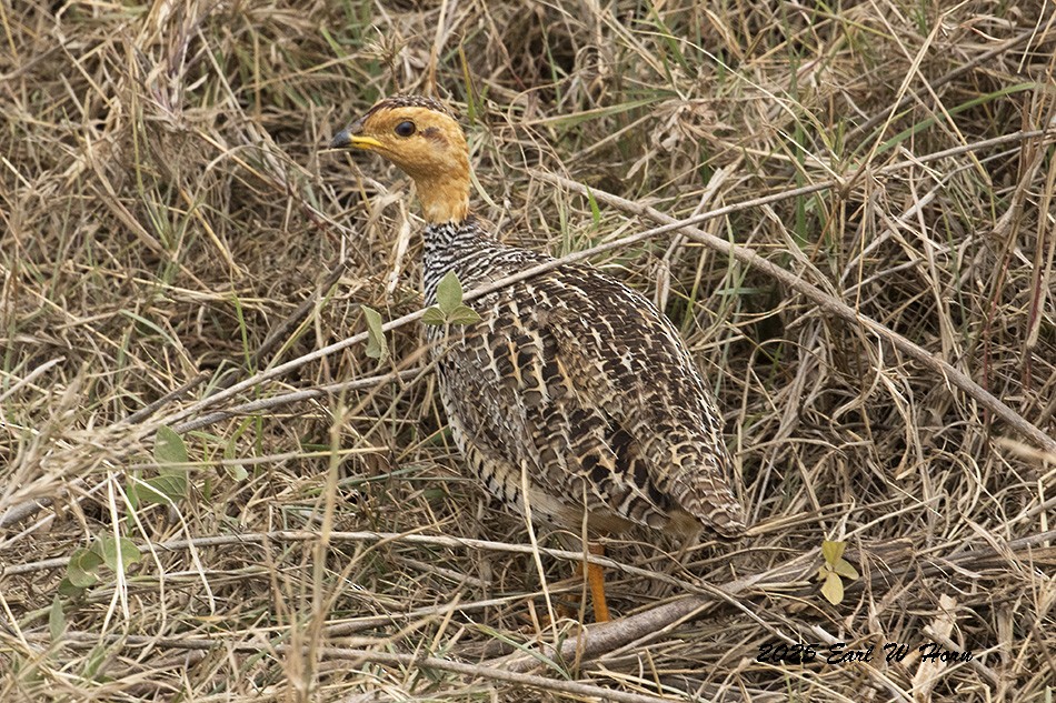 コクイシャコ - ML646527036