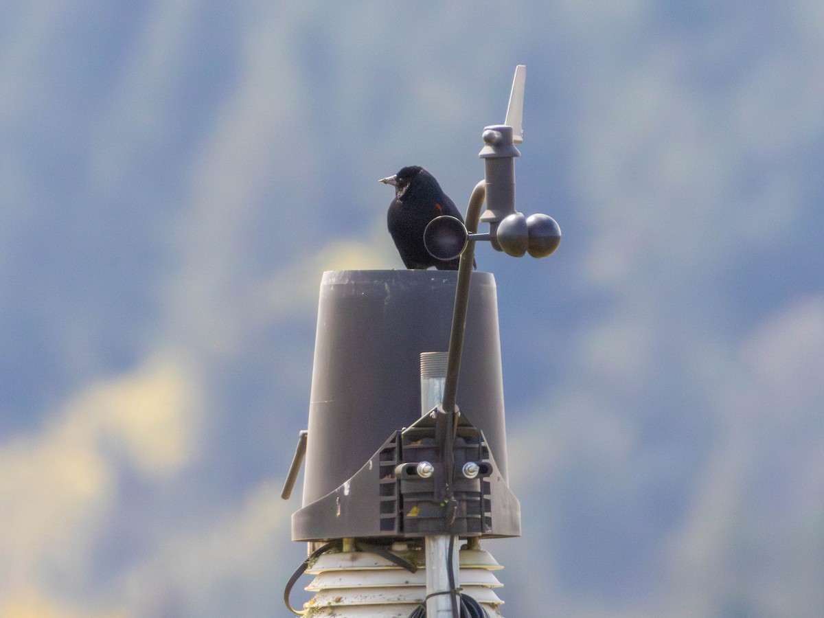 ハゴロモガラス - ML646527037