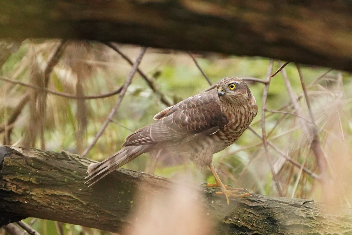 ハイタカ - ML646527038