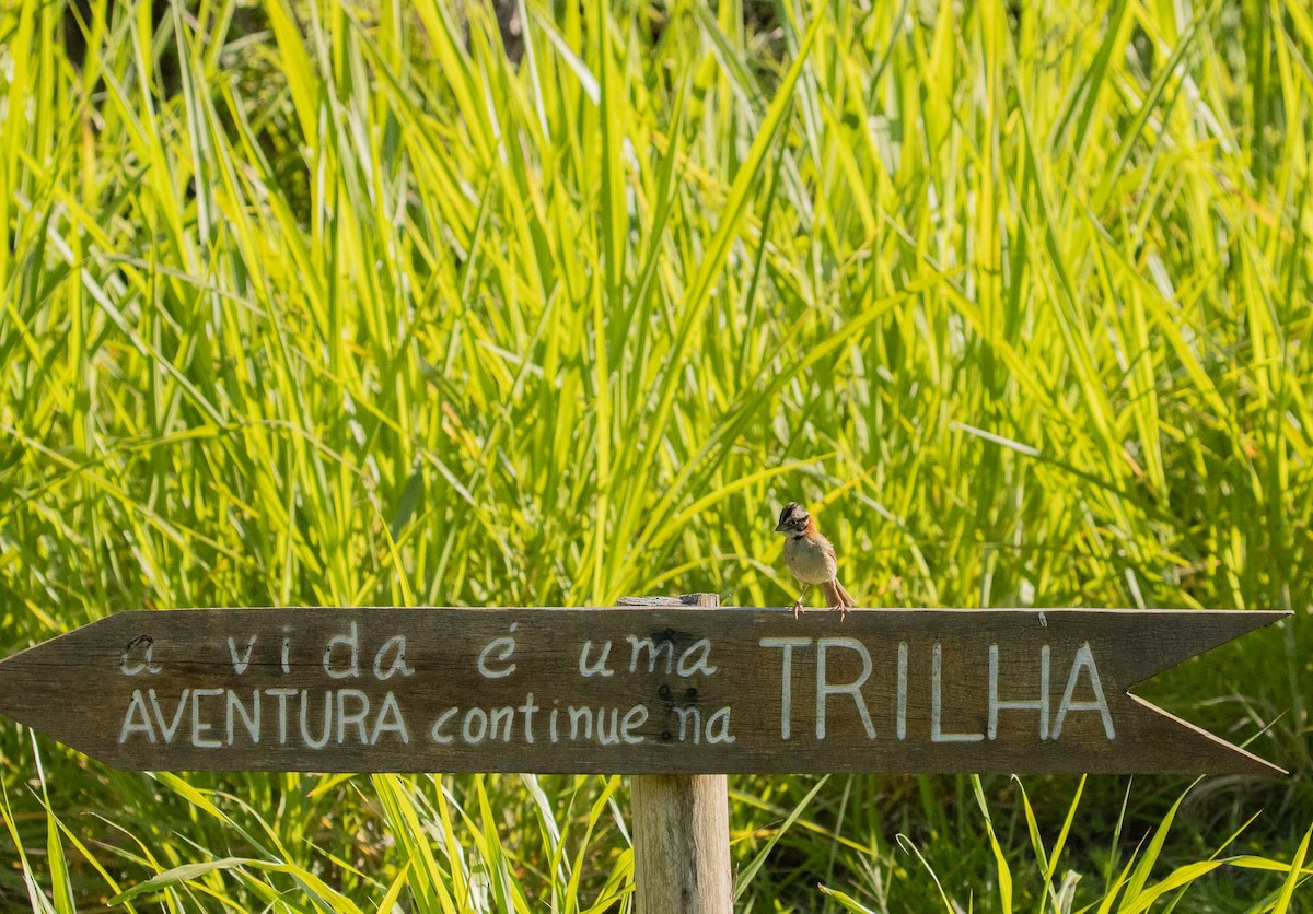 アカエリシトド - ML646527039