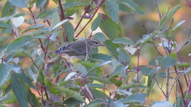 lesňáček bažinný - ML646527040