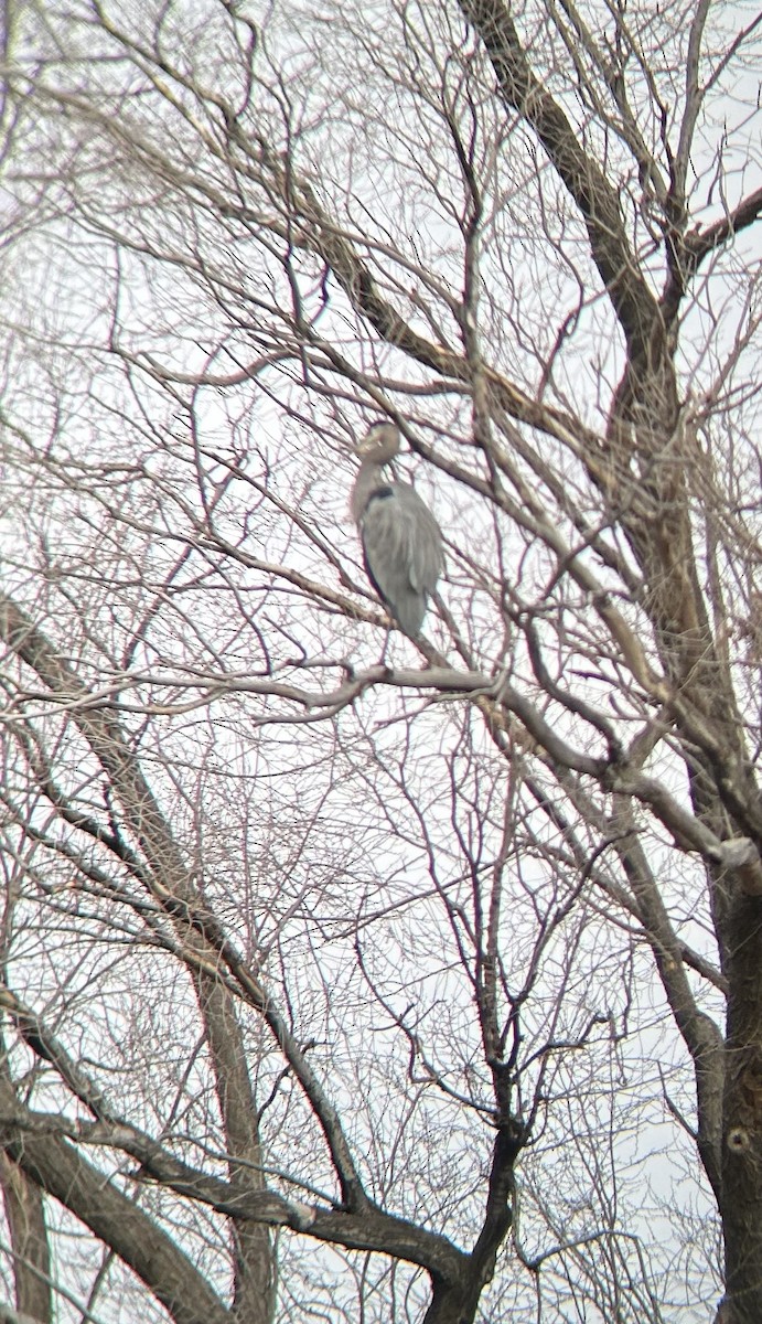 オオアオサギ - ML646527042