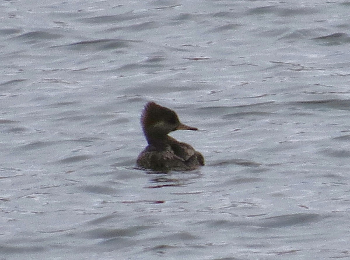 オウギアイサ - ML646527043