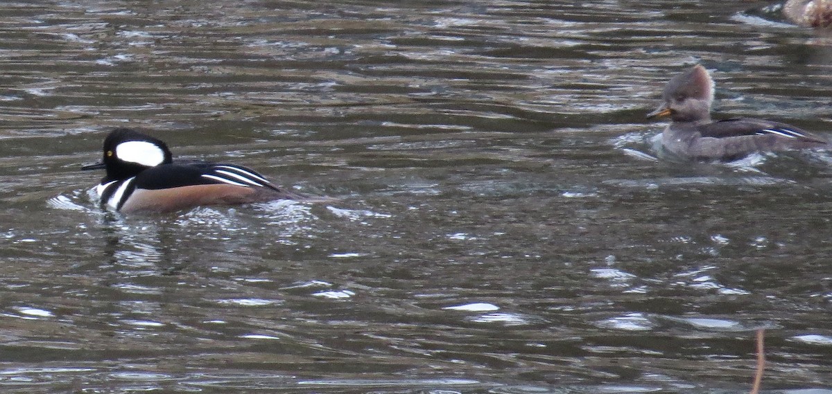 オウギアイサ - ML646527044