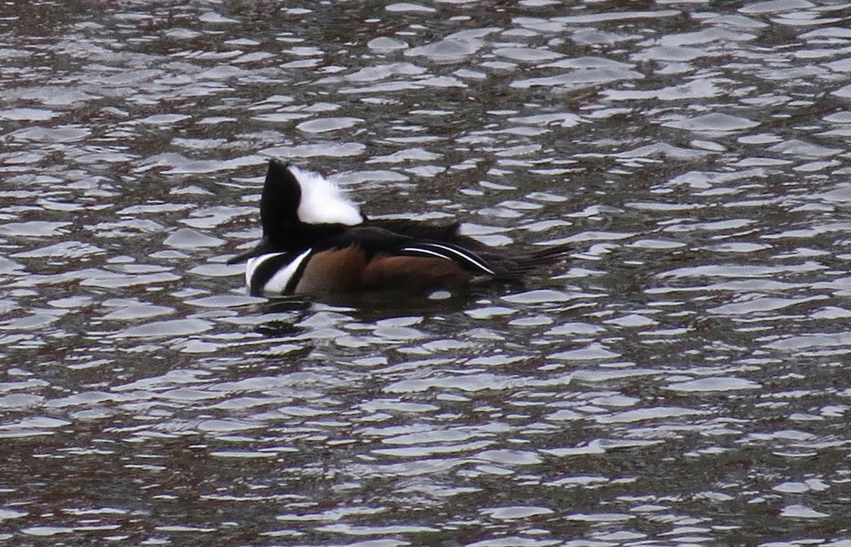 オウギアイサ - ML646527045