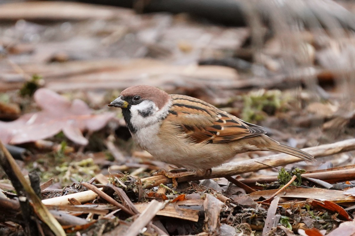 スズメ - ML646527046