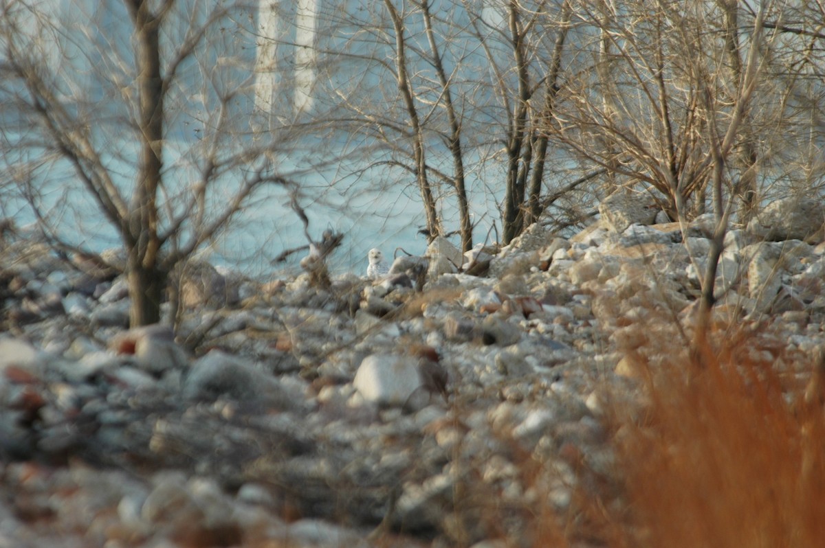 Snowy Owl - ML646527048