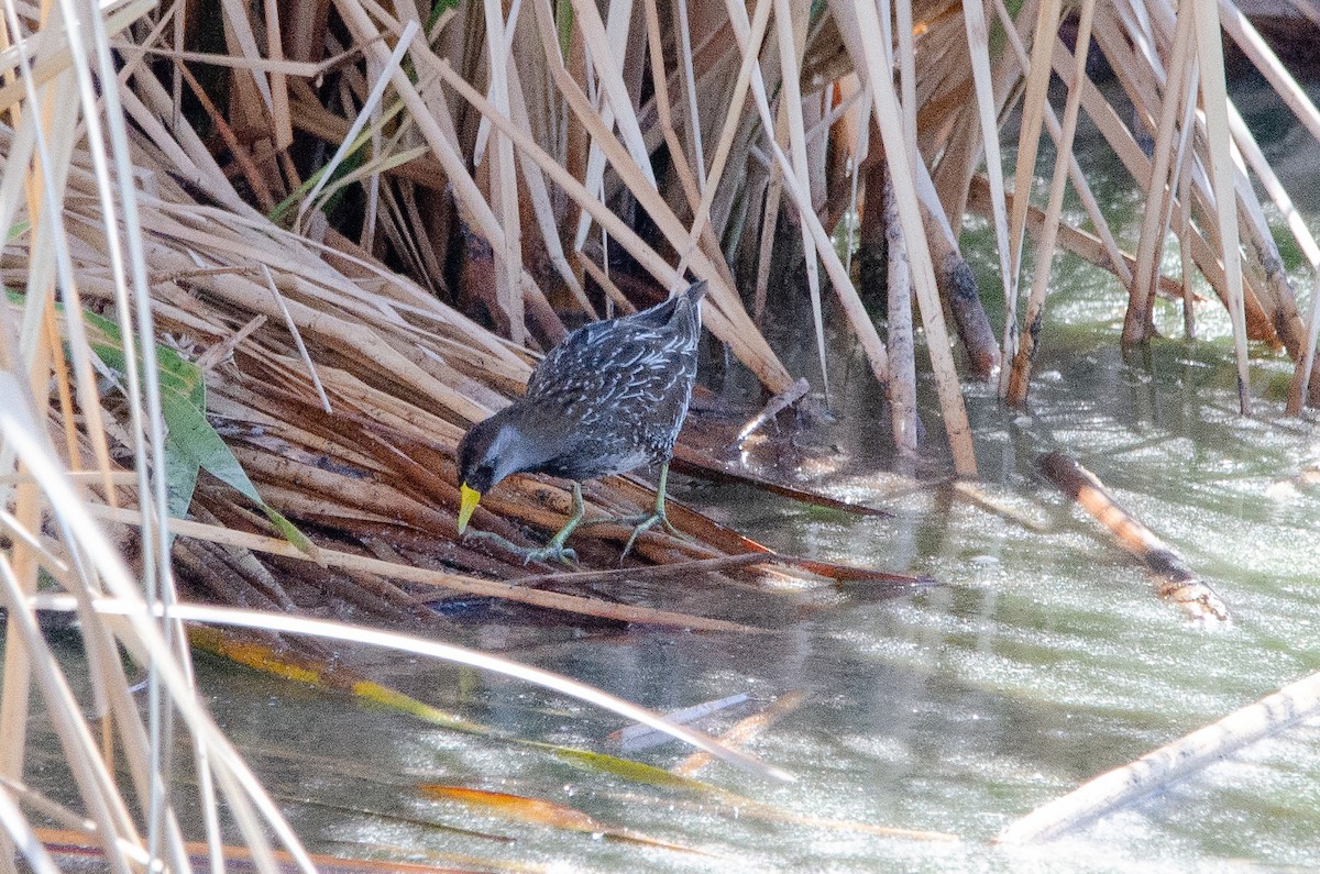 カオグロクイナ - ML646527049