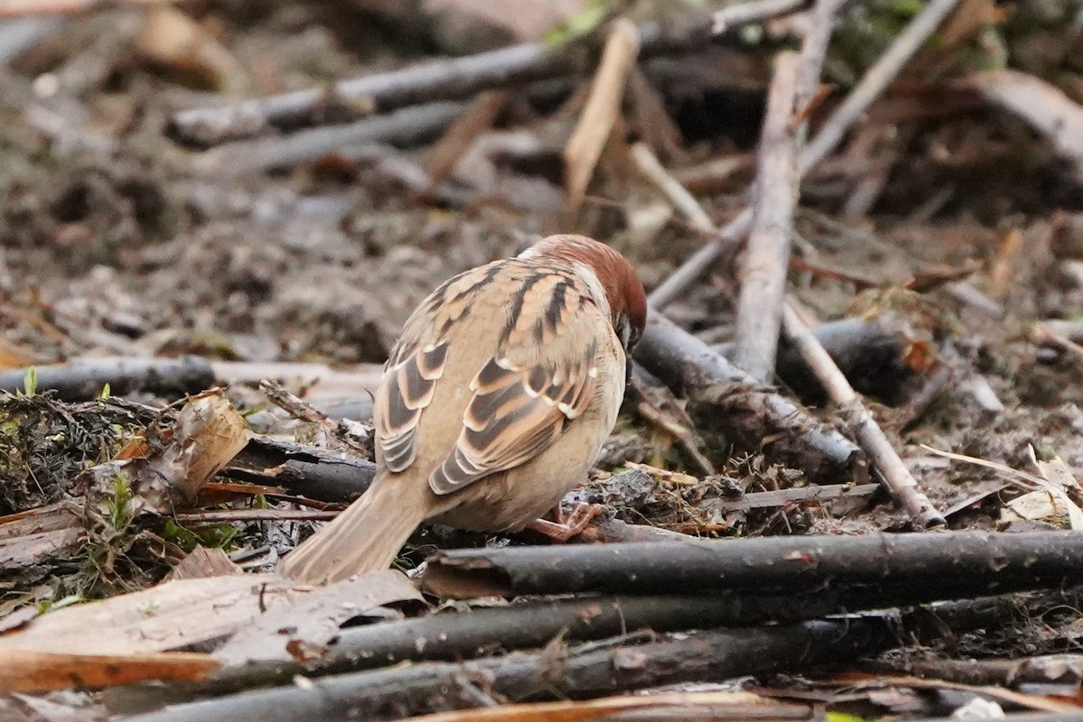 スズメ - ML646527050