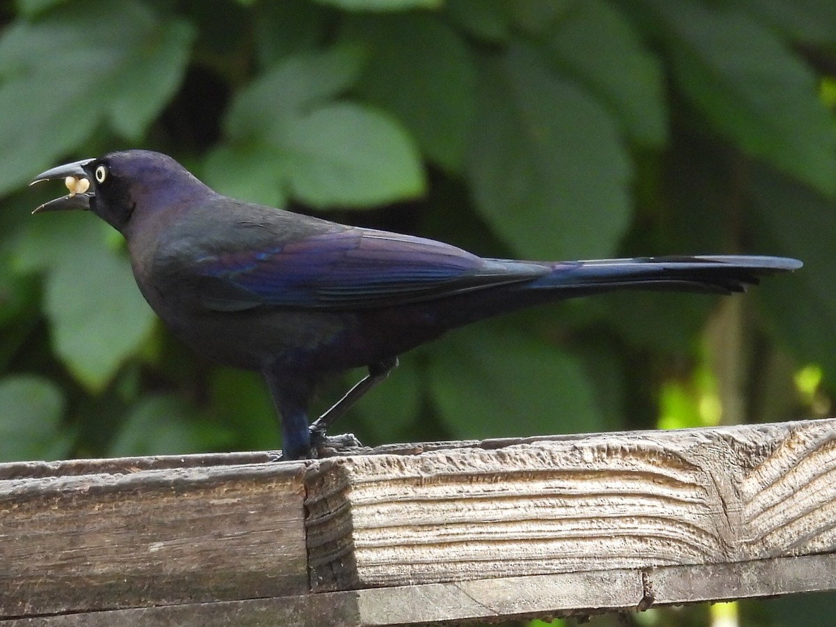 オオクロムクドリモドキ - ML646527051