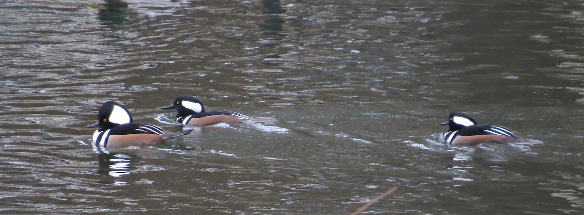 オウギアイサ - ML646527053