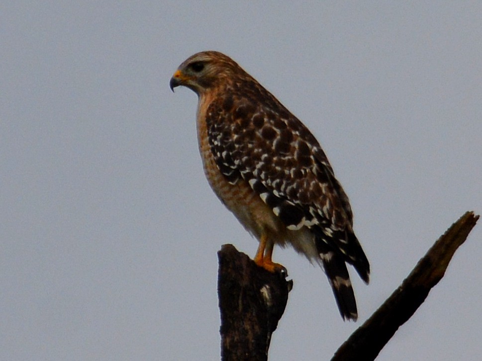 Red-shouldered Hawk - ML646527054