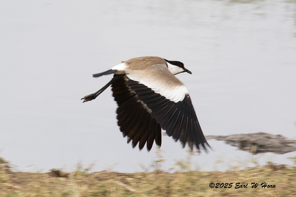 Vanneau à éperons - ML646527055