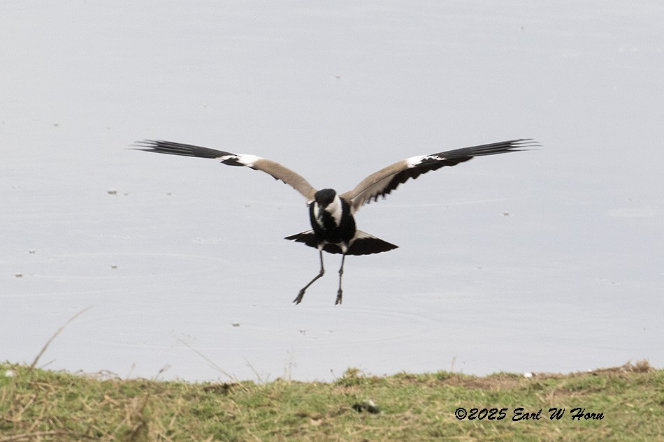 Vanneau à éperons - ML646527056